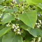 Very Rare  Indian Cherry Cordia dichotoma Glue Berry  manjack Wild Cherry Bark