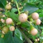 Very Rare  Indian Cherry Cordia dichotoma Glue Berry  manjack Wild Cherry Bark