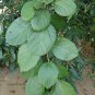 Very Rare  Indian Cherry Cordia dichotoma Glue Berry  manjack Wild Cherry Bark
