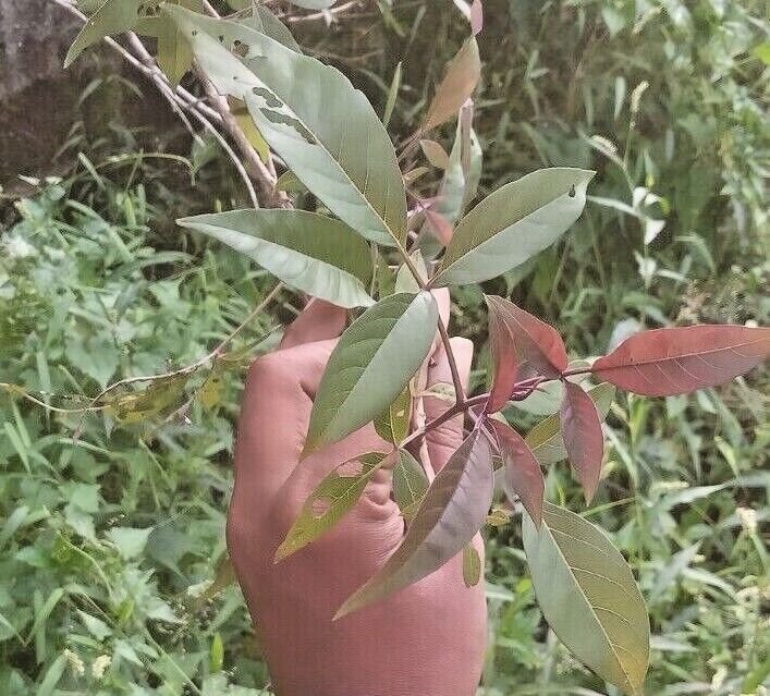 Lagundi Vitex Negundo Dried Leaves Bark Root Plant Sambhalu Chaste Plant