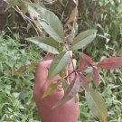Lagundi Vitex Negundo Dried Leaves Bark Root Plant Sambhalu Chaste Plant