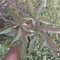 Lagundi Vitex Negundo Dried Leaves Bark Root Plant Sambhalu Chaste Plant