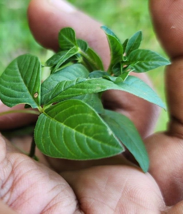 Cleome gynandra Wild Spider Flower Dry Leaves Very Powerful Heral Plant