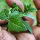 Cleome gynandra Wild Spider Flower Dry Leaves Very Powerful Heral Plant