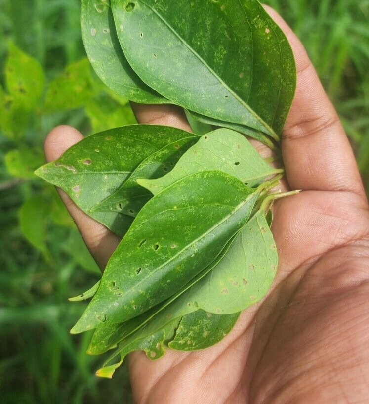 Rare Herbs Dried Crateva adansonii Garlic Pear Leaves Caper Varun Chaal Leaf
