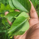 Rare Herbs Dried Crateva adansonii Garlic Pear Leaves Caper Varun Chaal Leaf