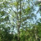 Very Rare Trema orientalis Charcoal Tree Ceylon Herbal Tree Dried Leaves  Charco