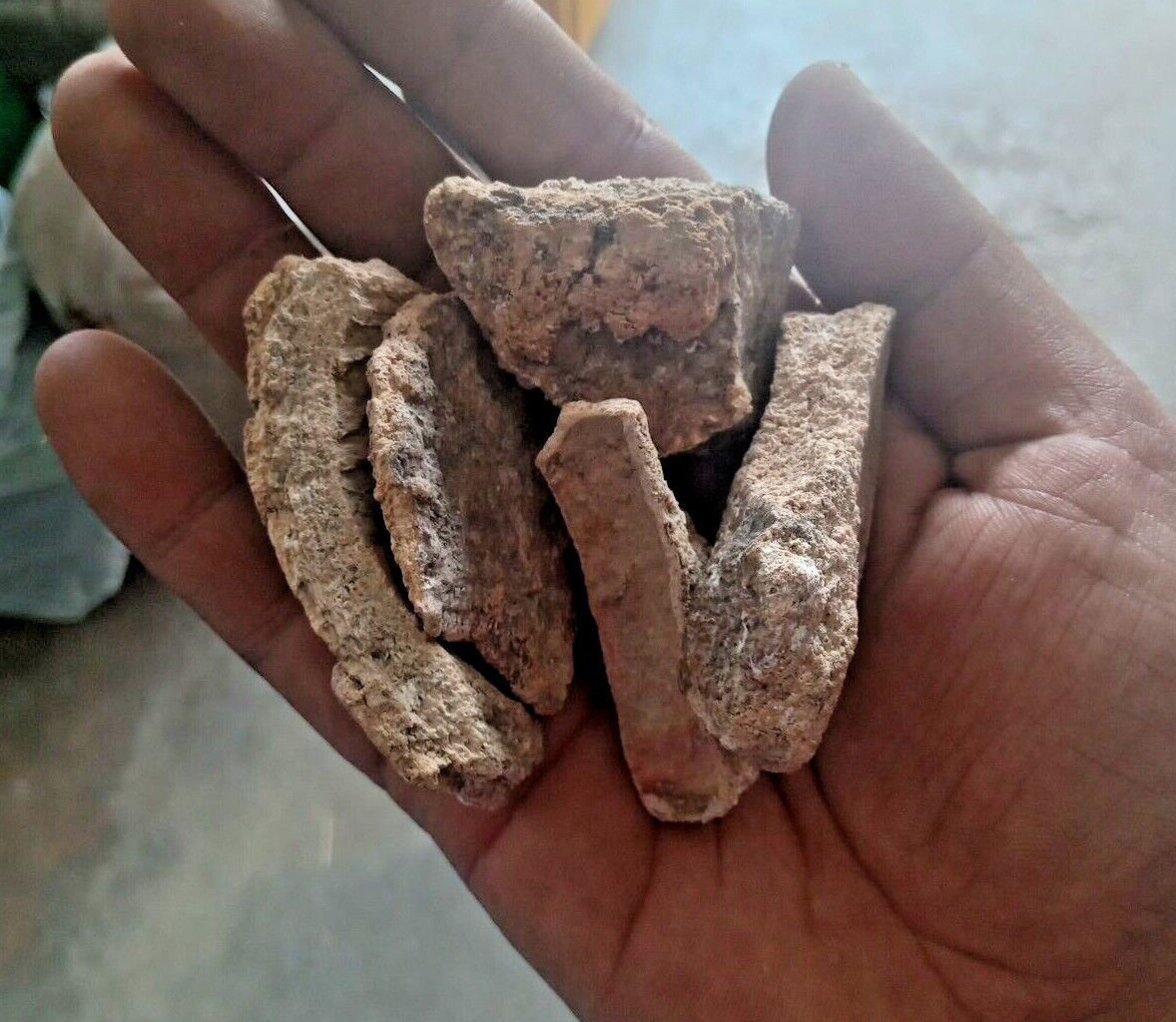 Rare Herbs Dried Crateva adansonii Garlic Pear Caper Bark Varun Chaal Caper Tree