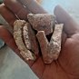 Rare Herbs Dried Crateva adansonii Garlic Pear Caper Bark Varun Chaal Caper Tree