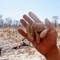 Rare Herbs Dried Crateva adansonii Garlic Pear Caper Bark Varun Chaal Caper Tree
