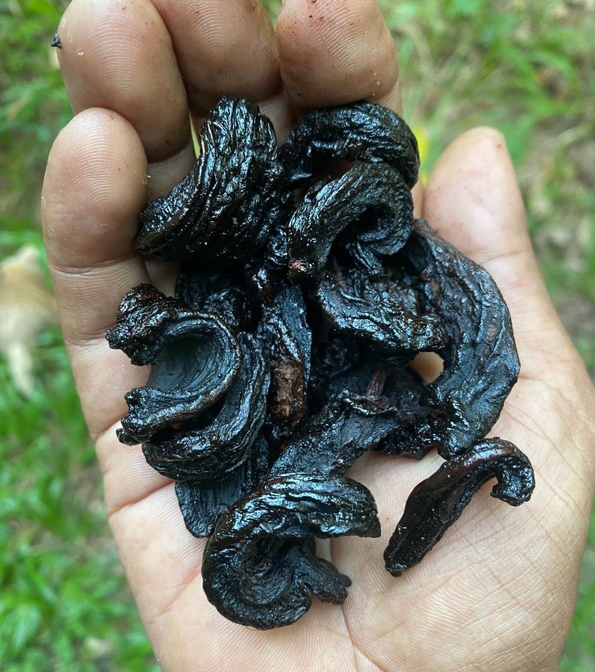 NO #1 Quality Home Made Ceylon Garcinia cambogia Fast Weight Loss Fat Burn Herbs