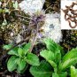 Very Rare Neopicrorhiza scrophulariiflora Hellebore Dried ROOTS Ceylon Herbs