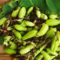 Averrhoa Bilimbi 40+Seeds Cucumber Tropical Rare Fruit Pickle Tree Sorrel Seeds