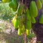 Averrhoa Bilimbi 40+Seeds Cucumber Tropical Rare Fruit Pickle Tree Sorrel  Seeds