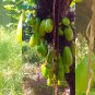 Averrhoa Bilimbi 40+Seeds Cucumber Tropical Rare Fruit Pickle Tree Sorrel  Seeds