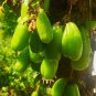 Averrhoa Bilimbi 40+Seeds Cucumber Tropical Rare Fruit Pickle Tree Sorrel Seeds