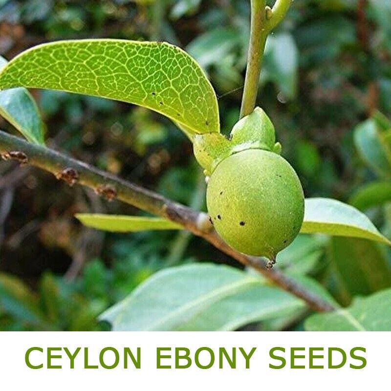 100 Seeds Very Rare Ceylon Ebony Tree Live Fresh Seeds Diospyros ebenum
