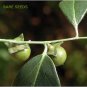 100 Seeds Very Rare Ceylon Ebony Tree Live Fresh Seeds Diospyros ebenum