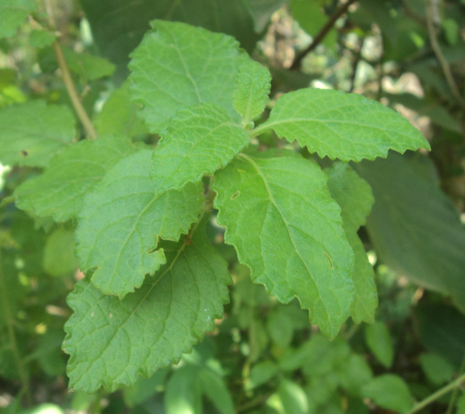 Rare Vernonia zeylanica Dry Leaves - Stops Abnormal cell growth & multiplication
