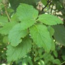 Rare Vernonia zeylanica Dry Leaves - Stops Abnormal cell growth & multiplication