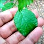 Rare Vernonia zeylanica Dry Leaves - Stops Abnormal cell growth & multiplication