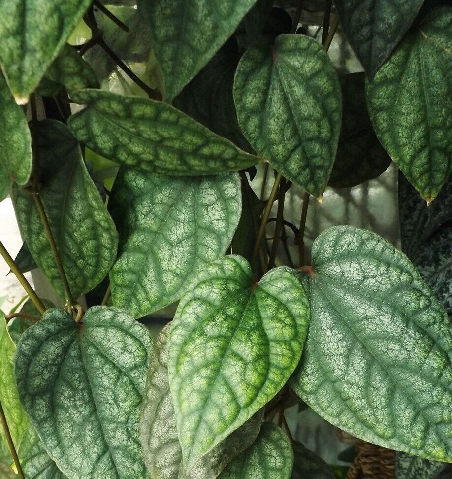 Dried Piper Betel whole leaves organic Herbal pure 100% natural ceylon Tea