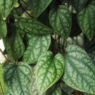 Dried Piper Betel whole leaves organic Herbal pure 100% natural ceylon Tea