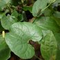 Dried Piper Betel whole leaves organic Herbal pure 100% natural ceylon Tea