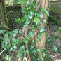Dried Piper Betel whole leaves organic Herbal pure 100% natural ceylon Tea