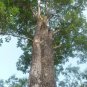 Pterocarpus marsupium Dried Leaves & Bark  Indian Kino Tree Vijaysar Blood Sugar