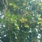 Pterocarpus marsupium Dried Leaves & Bark  Indian Kino Tree Vijaysar Blood Sugar
