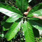 Rare Claw Flowered Laurel  Dried Leaves  Acronychia pedunculata Powder Plant