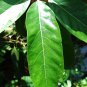 Rare Claw Flowered Laurel Dried Leaves Acronychia pedunculata Powder Plant