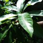 Rare Claw Flowered Laurel Dried Leaves Acronychia pedunculata Powder Plant