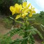 Dried Cassia auriculata Flower Tea Auriculata Avarampoo Herbal Tanner's Cassia