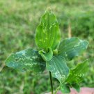 Commelina benghalensis Leaves  Kanne Kanchata Whiskered Commelina Wandering Jew