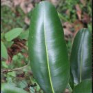 Rare Calophyllum inophyllum Leaves 100+TAMANU Alexandrian laurel Natural Herbs