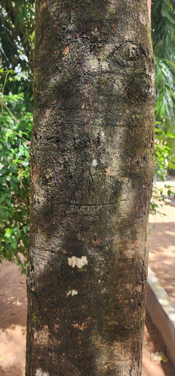 Rare Herbs Butter Tree Dry Bark , Honey Tree (Madhuca longifolia) For Ayurveda