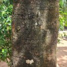 Rare Herbs Butter Tree Dry Bark , Honey Tree (Madhuca longifolia) For Ayurveda