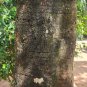 Rare Herbs Butter Tree Dry Bark , Honey Tree (Madhuca longifolia) For Ayurveda