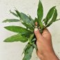 Rare Herbs Butter Tree Dry Bark , Honey Tree (Madhuca longifolia) For Ayurveda