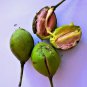 Rare Herbs Butter Tree Dry Bark , Honey Tree (Madhuca longifolia) For Ayurveda