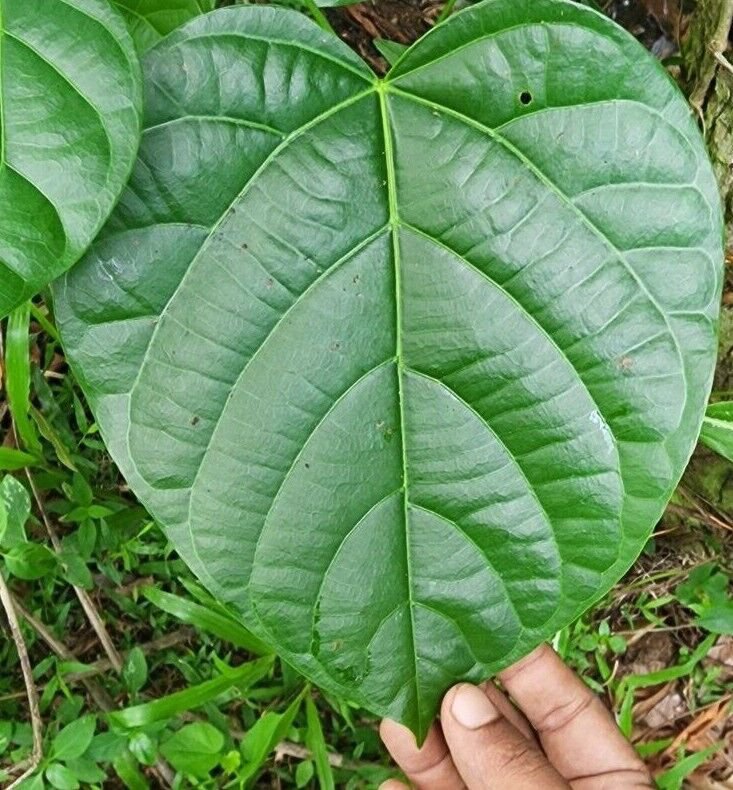 Rare Dried Anamirta cocculus Leaves Fish Berry Indian Berry Levant Nut Leaf Seed