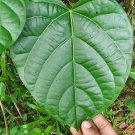 Rare Dried Anamirta cocculus Leaves Fish Berry Indian Berry Levant Nut Leaf Seed