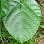 Rare Dried Anamirta cocculus Leaves Fish Berry Indian Berry Levant Nut Leaf Seed
