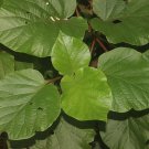 Haldina cordifolia Dry Leaf Haldu Tree Kadam Heart Leaves Anti Diabetic Effect
