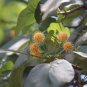 Haldina cordifolia Dry Leaf Haldu Tree Kadam Heart Leaves Anti Diabetic Effect