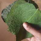 100+ Dried Mulberry Leaves Shrimp, Betta, Silkworm Snail Food for Fish Aquarium
