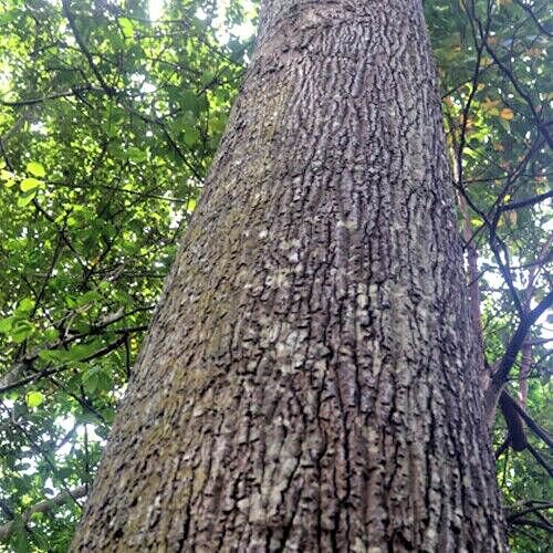 Very Rare Mangifera zeylanica Bark  Sri Lanka  Mango Powerful Ayurvedic Herbs