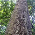 Very Rare Mangifera zeylanica Bark  Sri Lanka  Mango Powerful Ayurvedic Herbs